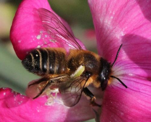 Réf. 215 917 : Megachile willughbiella